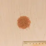 Fleurs - Amarante Queue de Renard - MEDIA_3D